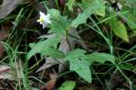 Horse Nettle / Bull Nettle