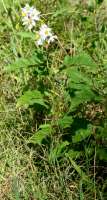 Horse Nettle / Bull Nettle