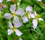 Virginia Meadow Beauty