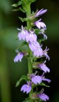 Great Blue Lobelia