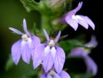 Great Blue Lobelia