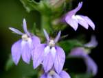 Great Blue Lobelia