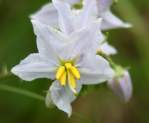 Horse Nettle / Bull Nettle