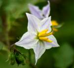 Horse Nettle / Bull Nettle