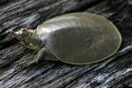 Smooth Softshell Turtle