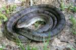 Great Plains Rat Snake