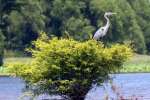 Rookery - Great Blue Heron