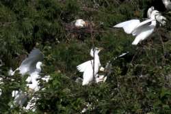 Toledo Bend Birding Trail