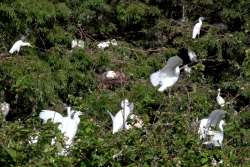 Toledo Bend Birding Trail