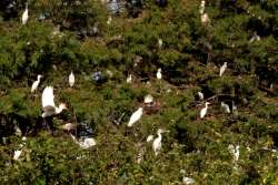 Toledo Bend Birding Trail