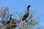 Rookery