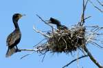 Rookery