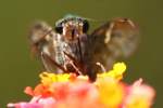 Long-tailed Skipper Butterfly