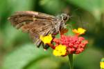 Long-tailed Skipper Butterfly