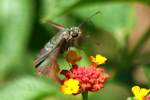 Long-tailed Skipper Butterfly