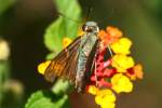 Long-tailed Skipper Butterfly