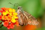 Long-tailed Skipper Butterfly