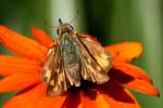 Firey Skipper Butterfly