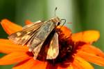 Firey Skipper Butterfly