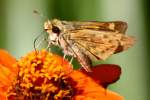 Firey Skipper Butterfly