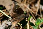 Northern Cloudywing Butterfly