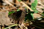 Northern Cloudywing Butterfly