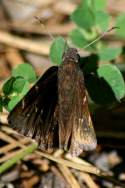 Northern Cloudywing Butterfly