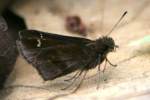 Clouded Skipper Butterfly