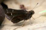 Clouded Skipper Butterfly