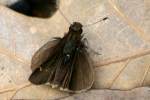 Clouded Skipper Butterfly