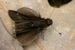 Clouded Skipper Butterfly