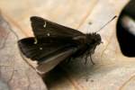 Clouded Skipper Butterfly