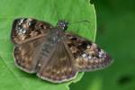 Juvenals Duskywing Butterfly