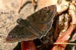 Wild Indigo Duskywing Butterfly