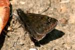 Wild Indigo Duskywing Butterfly