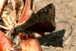 Wild Indigo Duskywing Butterfly