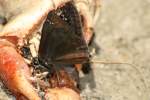 Wild Indigo Duskywing Butterfly