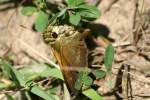 Crossline Skipper Butterfly