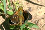 Crossline Skipper Butterfly