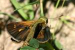 Crossline Skipper Butterfly