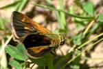 Crossline Skipper Butterfly