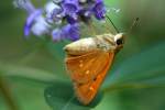 Yehl Skipper Butterfly