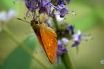 Yehl Skipper Butterfly