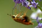 Yehl Skipper Butterfly