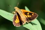 Yehl Skipper Butterfly