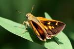 Yehl Skipper Butterfly