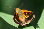 Yehl Skipper Butterfly