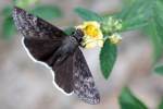 Funeral Duskywing Butterfly