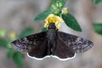Funeral Duskywing Butterfly