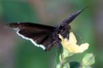 Funeral Duskywing Butterfly